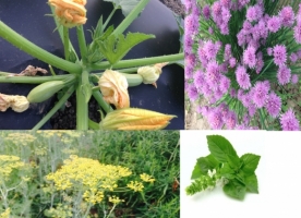 Flori eco comestibile