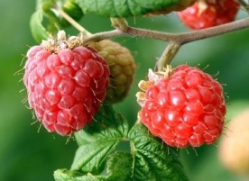 Zmeura proaspat culeasa, 250g