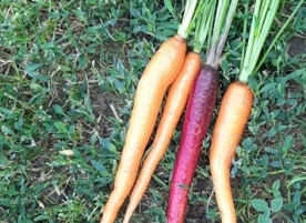 Morcov nou ecologic mix, leg
