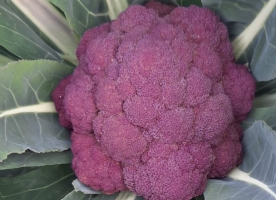 Conopida mov_stoc limitat