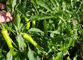 Ardei iute bulgaresc, 300g