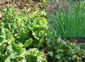 KALE, baby spanac, chives