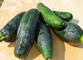 Zucchini bio mare, buc=25-30 cm