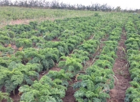 Kale la legatura