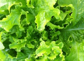 Salata verde eco - creata