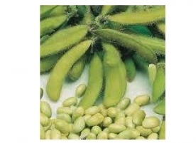 Edamame, soia eco