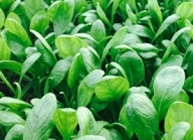 Rucola ciupita de purici