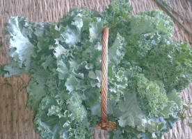 KALE bio, kg