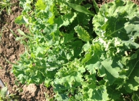 Kale eco, 100g