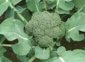 Broccoli ecologic romanesc, kg