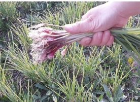 Usturoi verde, eco
