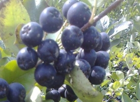 Aronia eco, 250g