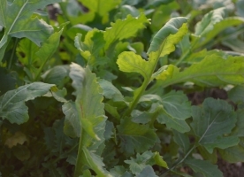 Rucola eco, 50g _stoc redus