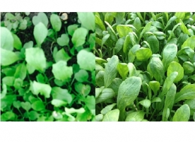 Rucola si spanac baby bio