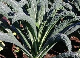 Kale eco, nero di toscana