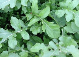 Rucola ciupita de purici