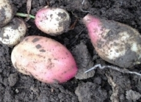 Cartofi rosii