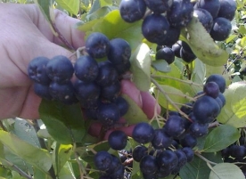 Aronia eco congelata