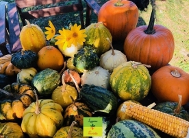 Tartacute mici ornamentale,3 buc