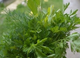 Verdeata eco_coriandru, marar,  si frunze de telina