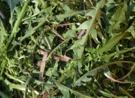 Papadie bio frunze