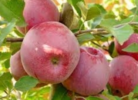 Mere eco Florina