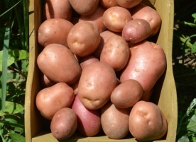 Cartof eco, rosu, 5kg