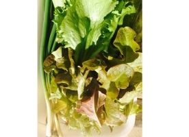 Salata si ceapa verde bio