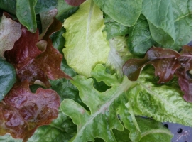 Verde de toamna: salata verde , spanac, frunze sfecla, patrunjel 