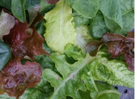 Verde de toamna: salata verde , spanac, frunze sfecla, patrunjel 
