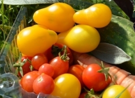 Rosii cherry, congelate