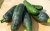 Zucchini bio mare, buc=25-30 cm